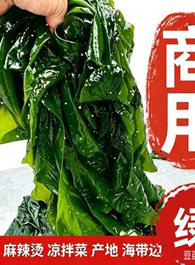 888盐渍海带边薄边少盐大连新鲜特产整箱火锅麻辣烫商用食材批发
