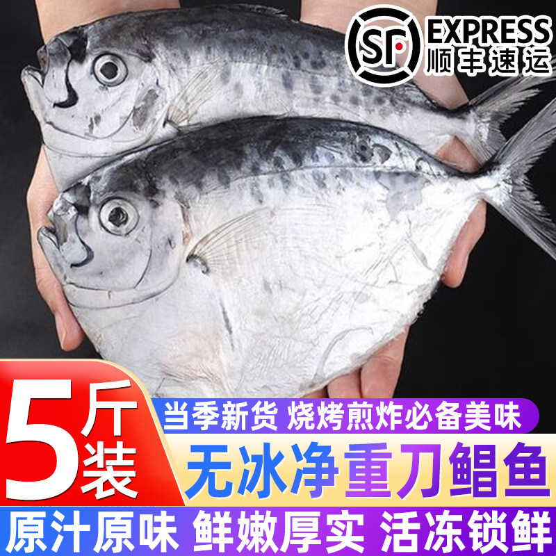 海捕鲜冻大刀鲳整箱批发