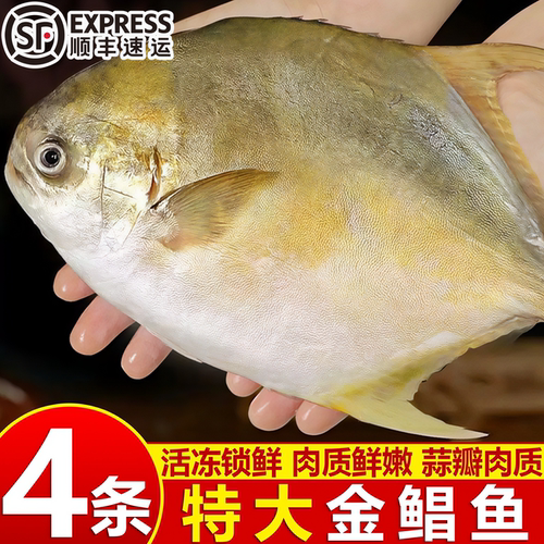 金鲳鱼特大鲜活冷冻海鱼