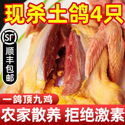 鸽子新鲜现杀活体土鸽子老鸽子乳鸽鲜农家散养煲炖汤生鲜鸽子肉