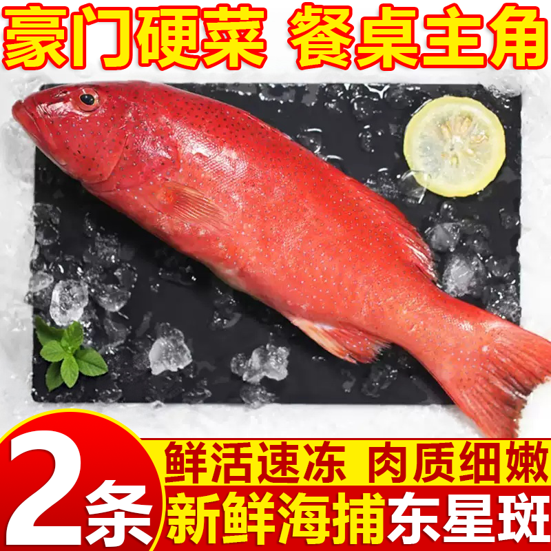 特大速冻新鲜东星斑红石斑鱼