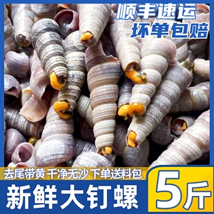 去尾钉螺海鲜水产冰鲜活速冻海螺丝去尾大钉螺捞汁小海鲜商用批发