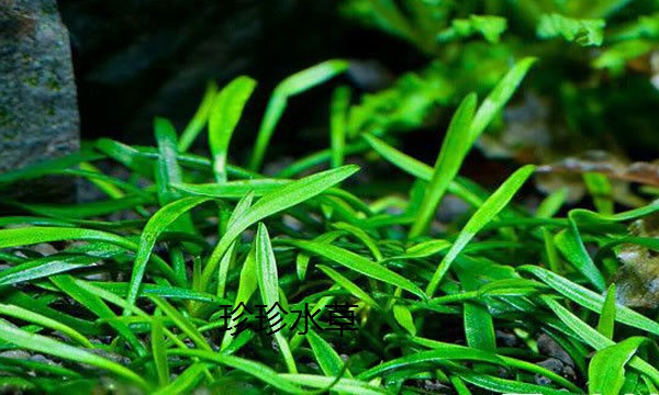 水草迷你椒草珍珍一棵自产水中叶
