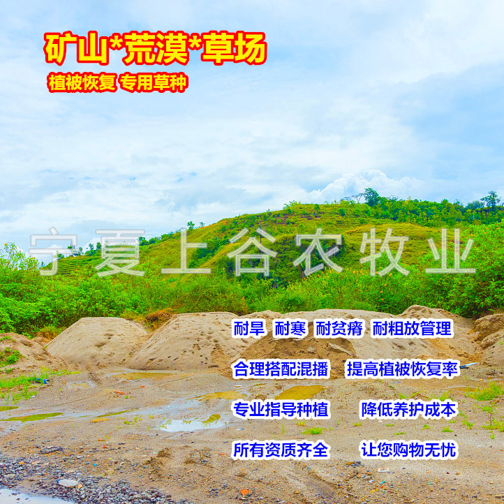 耐旱草种草籽沙漠矿山植被恢复专用公路边坡绿化植物人工草地包邮