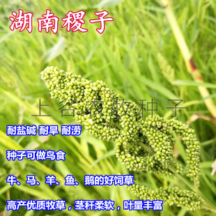 湖南稷子种子耐旱耐涝耐盐碱植物牧草鸟食牛马羊鱼鹅饲草产地包邮