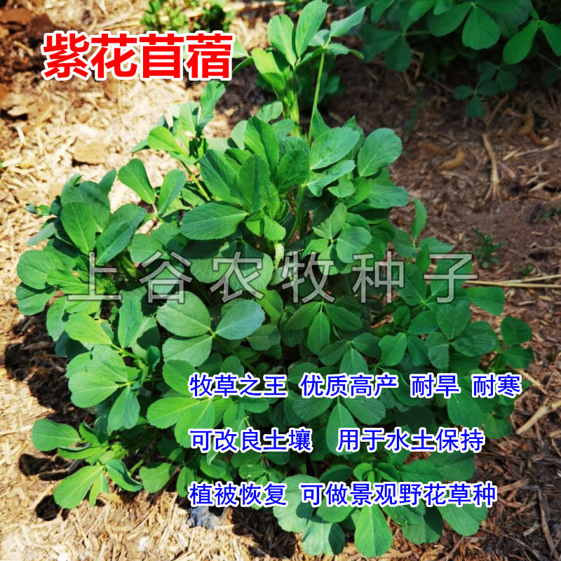 绿化紫花苜蓿国产包邮耐旱耐寒