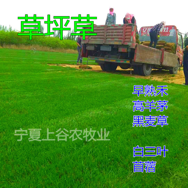 四季常青护坡早熟禾草坪种子包邮