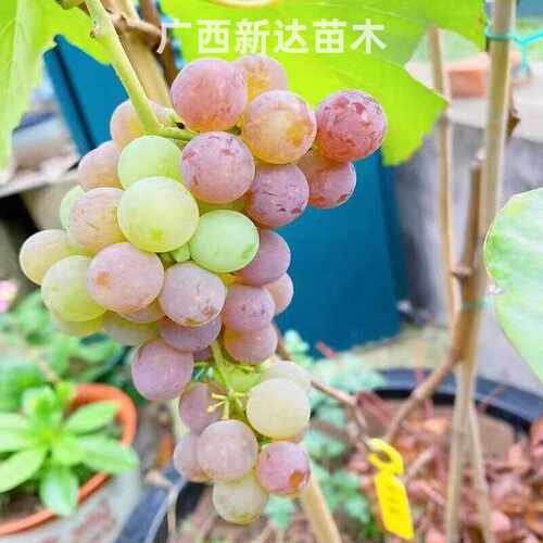 庭院爬藤南北方种植寒香蜜葡树苖
