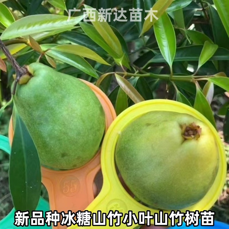 新品山竹树苗冰糖山竹小叶山竹嫁接苗庭院地栽四季种植当年结果树