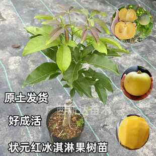 状元红冰淇淋果苗巧克力布丁果白柿树苗大黑叶金四季南方庭院地载