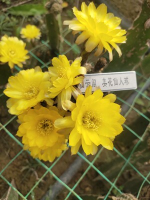 丽花黄丽仙云阁美花仙人球