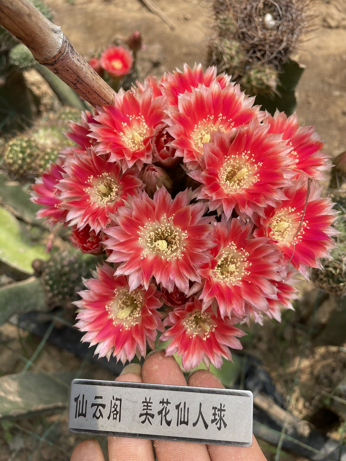 开花机器 丽花 仙人球 爱丽丝