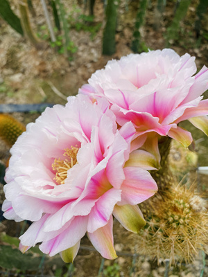 毛花柱 彩荷 3-95  复色大花 黄金妞 仙人球 丽花 彩草 阳台庭院