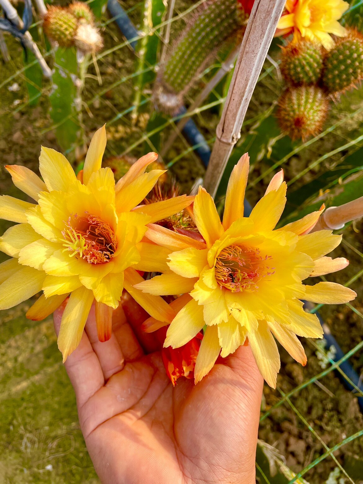 黄金妞亚历山大仙云阁美花仙人球毛花柱彩草丽花阳台庭院盆栽花卉