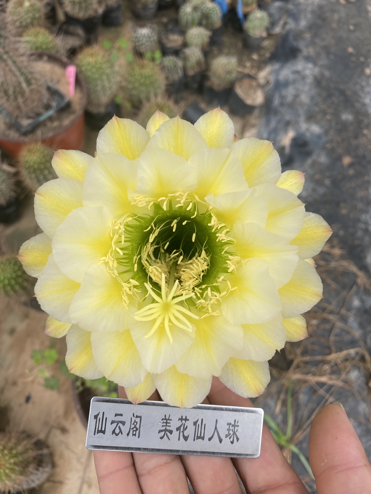 六月云阁美花仙人球