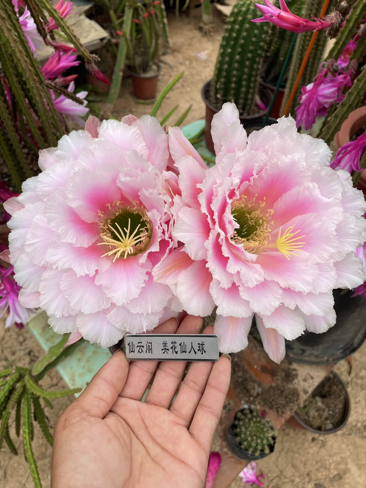 毛花柱 大仙女 仙云阁美花仙人球彩草丽花黄金妞阳台庭院盆栽花卉