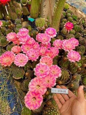 杂交品种胭脂开花仙有香味仙人球