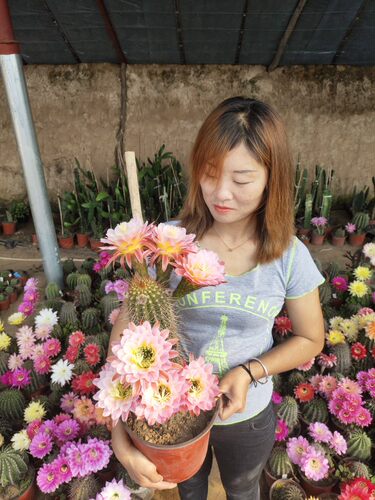 毛花柱曙光仙云阁美花仙人球