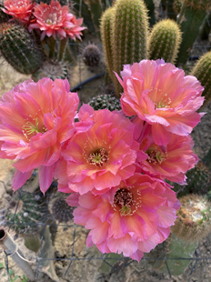 仙人球 伊妮 彩草 多肉植物阳台庭院毛花柱绿植盆栽金妞花卉