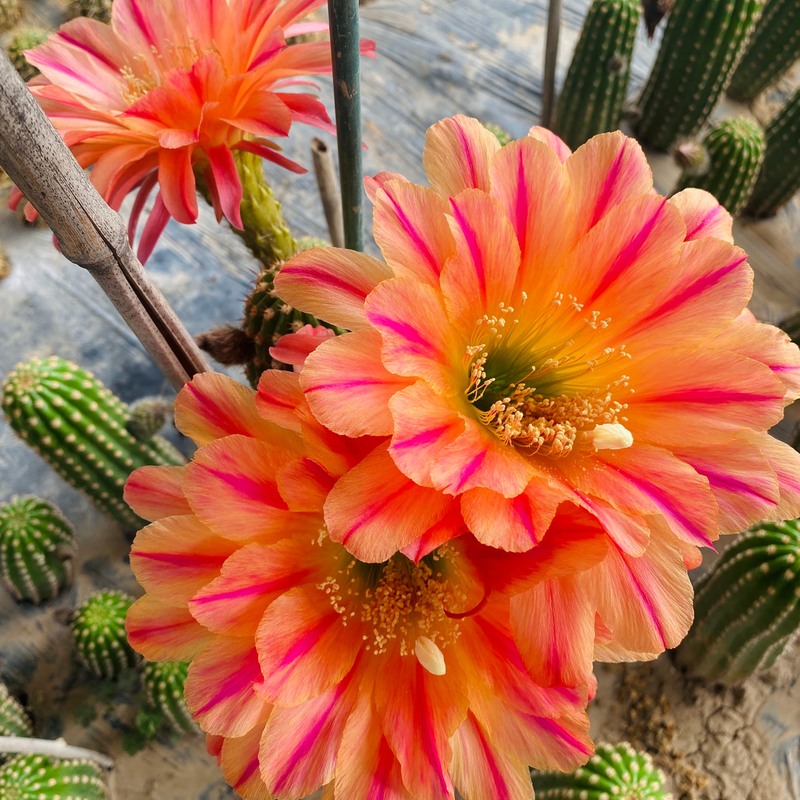 毛花柱 火烈鸟 仙云阁美花仙人球 大花蕾丝边仙人柱 仙人掌花卉