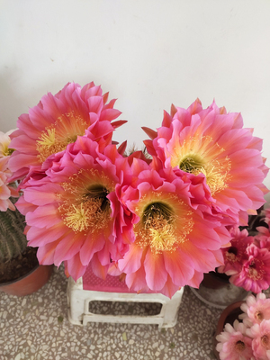 飞碟经典品种包成活毛花柱