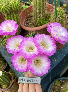 彩草 舞会 开花有香味仙云阁美花仙人球黄金妞丽花毛花柱多肉植物