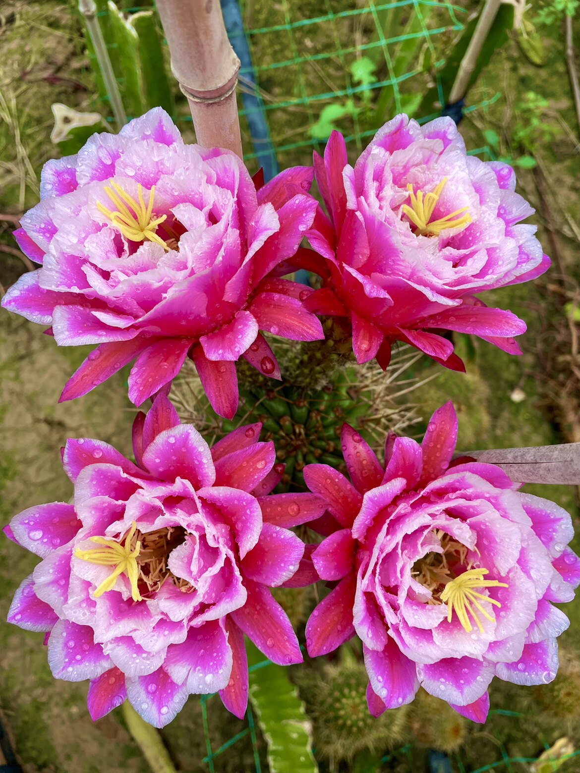 毛花柱仙女仙云阁美花仙人球黄金妞彩草丽花仙人掌阳台庭院盆栽花