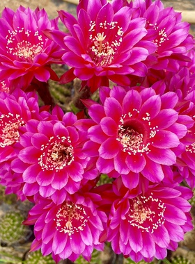 仙人球 画眉 彩草 毛花柱黄金妞阳台庭院盆栽绿植多肉植物防辐射