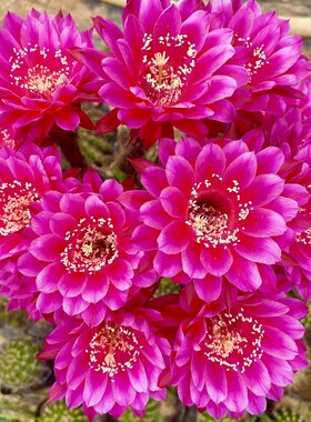 画眉彩草毛花柱黄金庭院盆栽绿植
