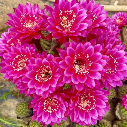 仙人球 画眉 彩草 毛花柱黄金妞阳台庭院盆栽绿植多肉植物防辐射