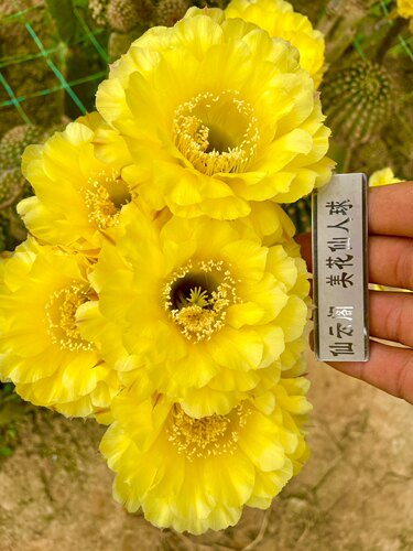 经典品种娇媚包成活云阁仙人球