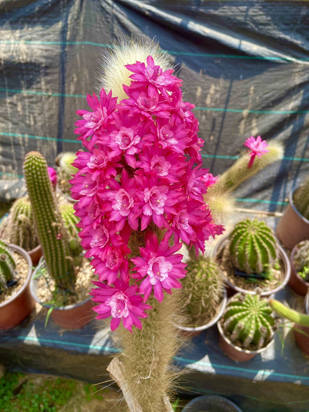 黄金妞  粉花猴尾  杂交猴尾柱 仙人球   花卉盆栽 阳台庭院