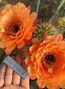 毛花柱 清清706 橙色大花蕾丝品种 仙云阁美花仙人球彩草丽花