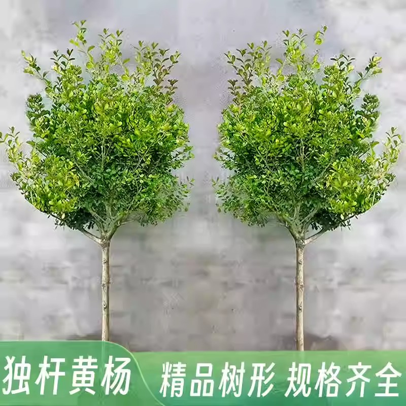 黄杨树苗独杆小叶瓜子盆栽