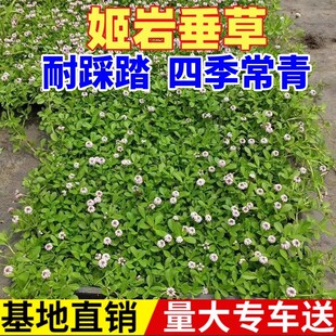 姬岩垂草园晶草耐踩地被植物开花草坪庭院绿化耐寒爬藤宿根植物