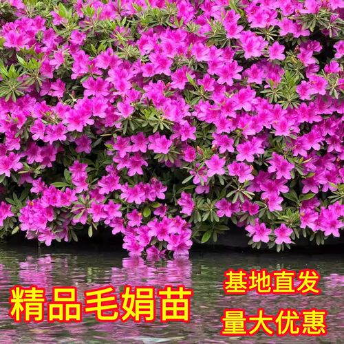 毛娟树苗四季常青庭院
