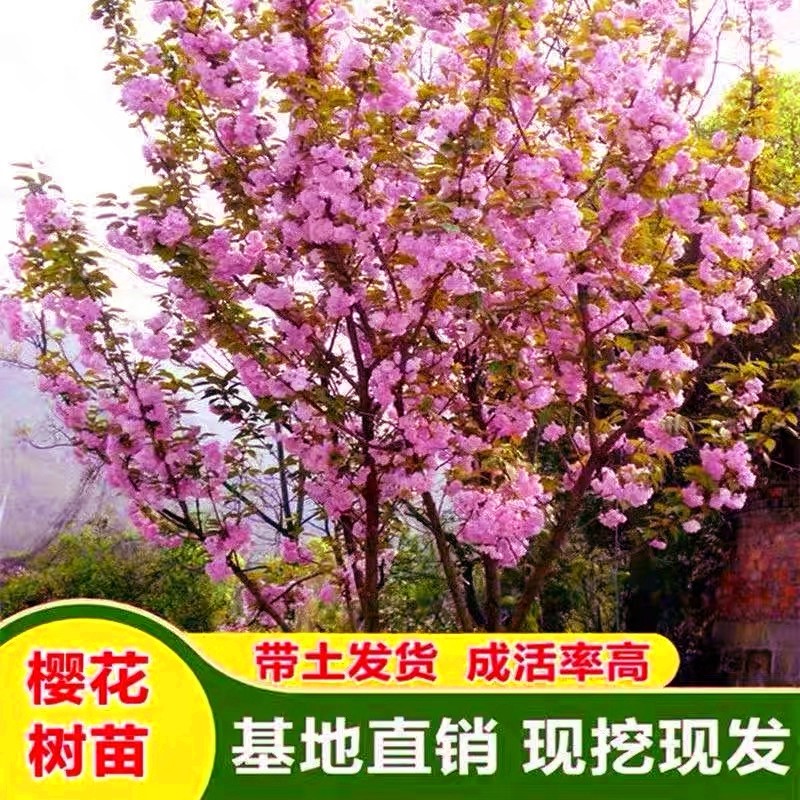 日本樱花树苗南北方室外庭院图片