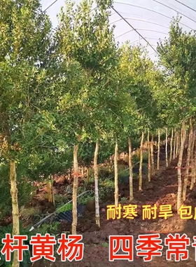 独干黄杨树小叶黄杨树苗