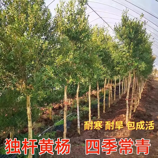 独干黄杨树小叶黄杨树苗瓜子黄杨苗绿化苗庭院别墅小区绿篱色块苗