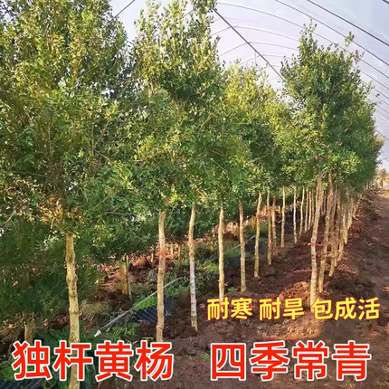 独干黄杨树小叶黄杨树苗瓜子黄杨苗绿化苗庭院别墅小区绿篱色块苗