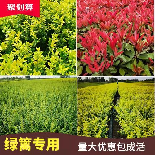 金叶女贞小苗常绿绿篱庭院色块