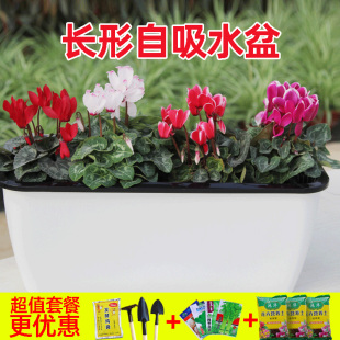 懒人长条自吸种菜盆花盆长方形种植箱特大种菜阳台神器蔬菜家庭