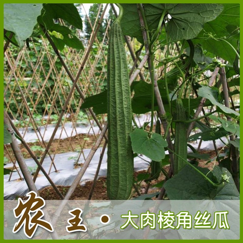 蔬菜种子 阳台种菜 盆栽地栽 丝瓜种子 大肉菱角棱角丝瓜10粒包邮