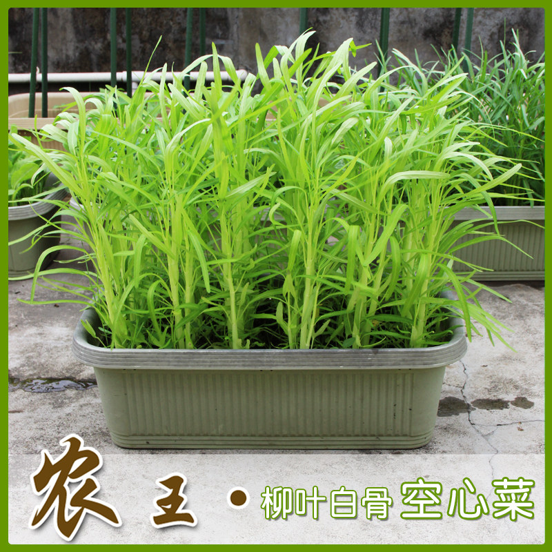 蔬菜种子 阳台种菜 盆栽地栽 雍菜种子 柳叶白骨空心菜200粒 包邮