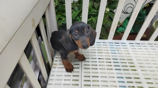 Dachshund 狗围栏 狗厕所 腊肠犬公母都有