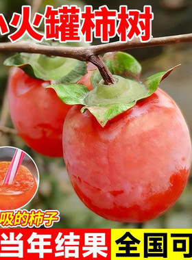 小火罐柿子树红灯笼小柿子庭院果树苗耐寒软柿子盆栽嫁接当年结果