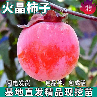 火晶柿子树苗南北方庭院地栽盆栽特大果树苗嫁接软柿活苗当年结果