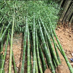 毛竹树苗现挖竹苗楠竹根竹子苗巨龙竹竹苗楠竹苗大型毛竹苗雷笋苗