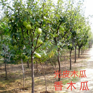 光皮木瓜树苗天香木瓜庭院地栽种植闻香木瓜阳台盆栽大苗当年结果