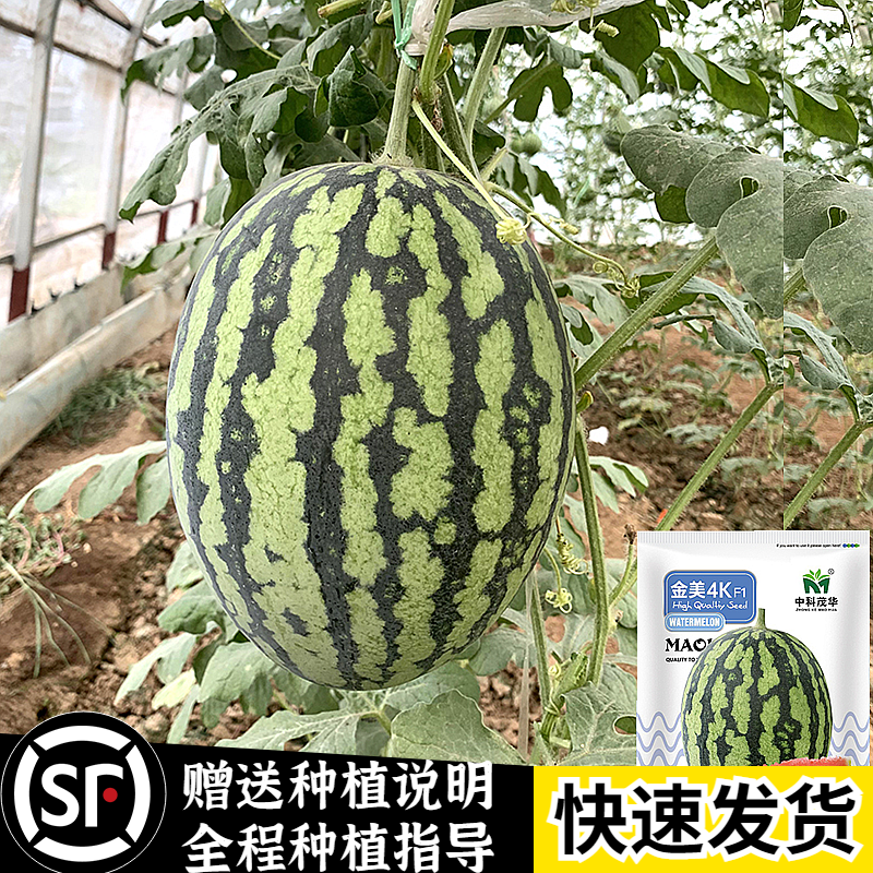 金美4k2k西瓜种子四季超甜瓜种籽薄皮西瓜种椭圆形早熟大西瓜种籽